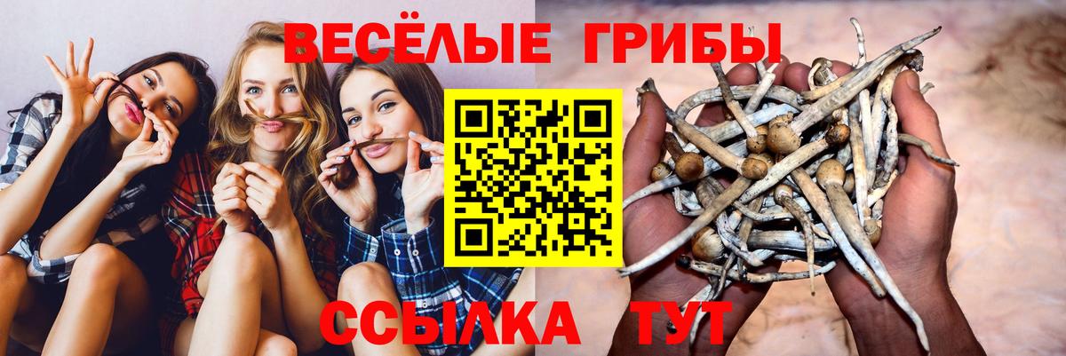 Псилоцибиновые грибы Psilocybine cubensis Павлово